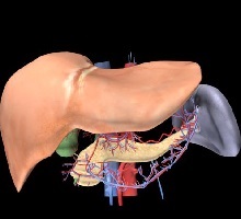 Gall bladder and Spleen