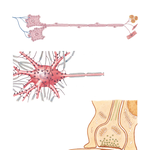 Neurons and Synapses 