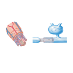 Features of a Typical Peripheral Nerve 