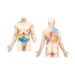 Sites of Visceral Referred Pain 