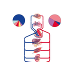 General Organization of the Cardiovascular System