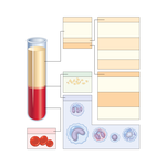 Cardiovascular System: Composition of Blood 