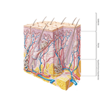 Cross Section of Skin