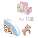 Joints: Connective Tissues and Articular Cartilage