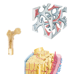 Architecture of Bone 