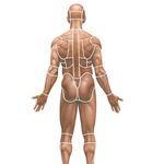 Surface Anatomy: Regions (Posterior View of Male)