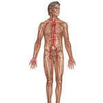 Major Arteries and Pulse Points 