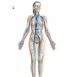 Major Systemic Veins of the Cardiovascular System  