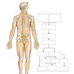 General Organization of the Nervous System