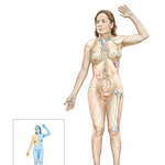 Overview of the Lymphatic System