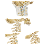 Atlantooccipital Junction