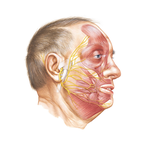Musculature of Face  
