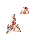 Subclavian Artery