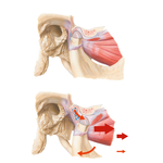 Opening of the Mandible