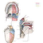 Afferent Innervation of Oral Cavity and Pharynx