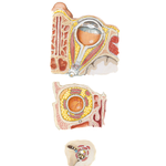 Fasciae of Orbit and Eyeball
