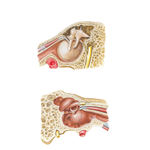 Tympanic Cavity