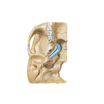 Auditory Tube (Eustachian) 