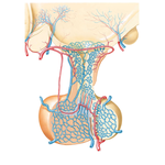 Arteries and Veins of Hypothalamus and Hypophysis