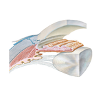 Anterior and Posterior Chambers of Eyeball