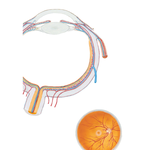 Intrinsic Arteries and Veins of Eye