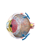 Vascular Supply of Eye