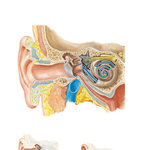 Ear and Course of Sound in Cochlea