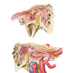Tympanic Cavity