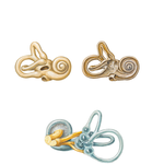 Bony and Membranous Labyrinths