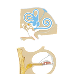 Bony and Membranous Labyrinths (continued)