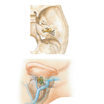 Orientation of Labyrinths in Skull