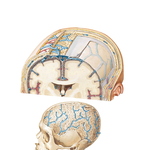 Meninges and Diploic Veins