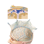 Meninges and Superficial Cerebral Veins