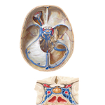 Dural Venous Sinuses (continued)