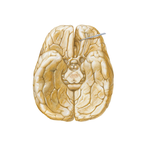 Brain: Inferior View