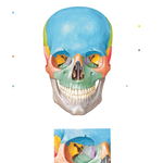 Skull: Anterior View