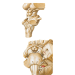 Brain Stem