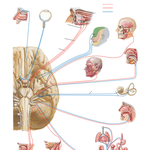 Cranial Nerves (Motor and Sensory Distribution): Schema