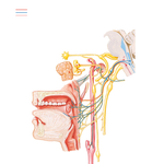 Glossopharyngeal Nerve (CN IX): Schema
