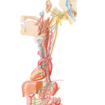 Vagus Nerve (CN X): Schema