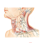 Cervical Plexus: Schema