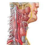 Autonomic Nerves in Neck