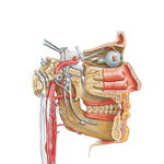 Autonomic Nerves in Head