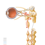 Ciliary Ganglion: Schema