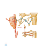 Otic Ganglion: Schema