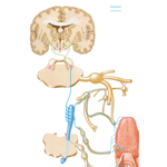 Taste Pathways: Schema