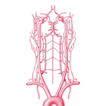 Arteries to Brain: Schema