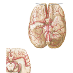Arteries of Brain: Inferior Views