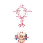 Cerebral Arterial Circle (of Willis)