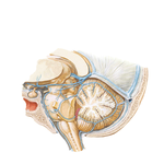 Veins of Posterior Cranial Fossa